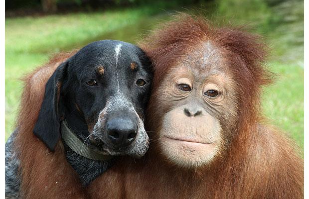 dog-orangutan_1465320i.jpg