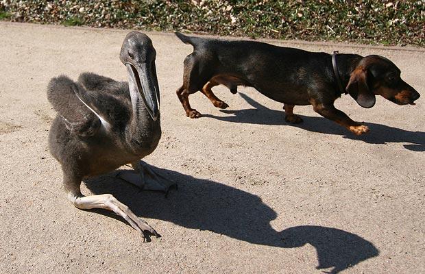 dog-pelican_1381999i.jpg