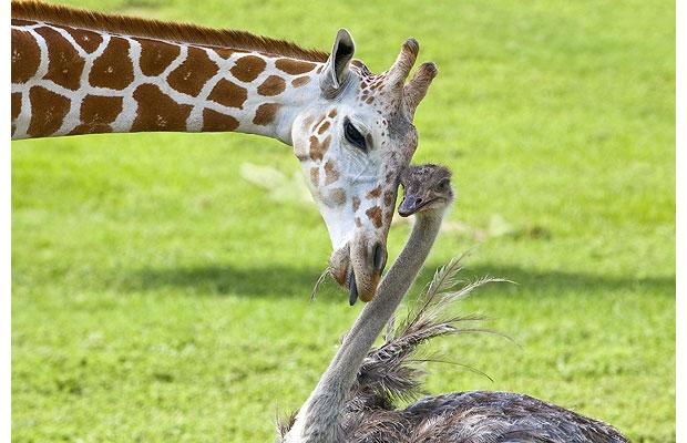 giraffe-ostrich_1465317i.jpg