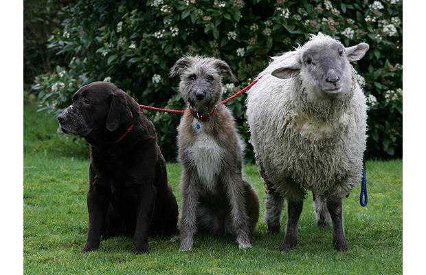 sheep-dog_1134050i.jpg