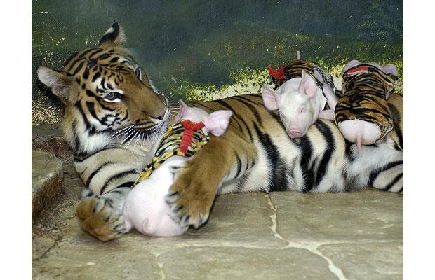 tiger-piggies_1465314i.jpg