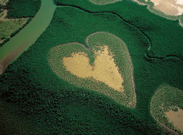 heart_shaped_mangrove.jpg