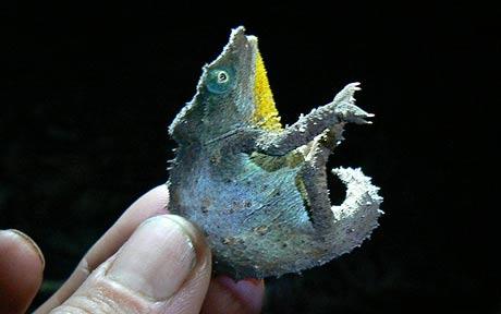 pygmy-chameleon_1210341c.jpg