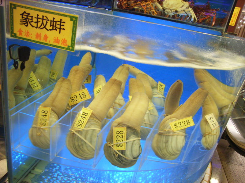 800px-hk_seafood_elephant_trunk_clam.jpg