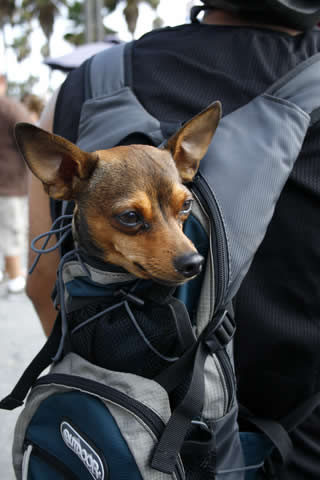 dog-in-rucksack.jpg