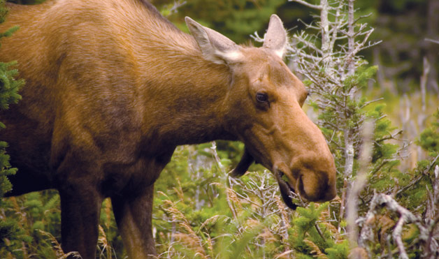 moose-milk-cheese.jpg