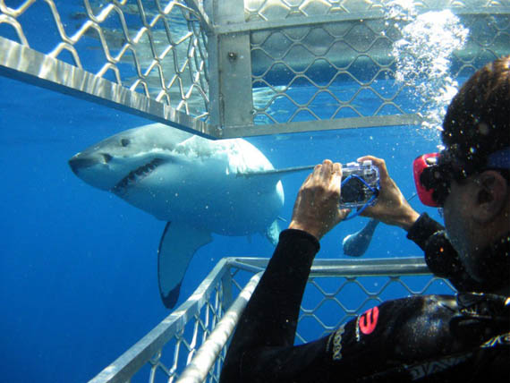 Shark-Cage-Diving-South-Africa