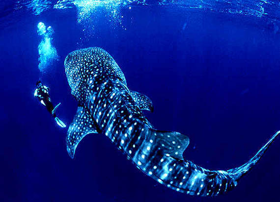 Swimming-whale-shark-Philippines