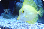 yellow_fish