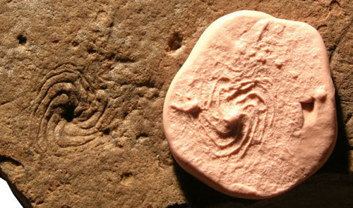 8-armed-animal-fossil.jpg