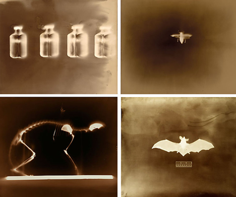 keith-carter-photograms.jpg