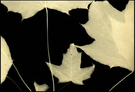 puja-photogram-leaves.jpg