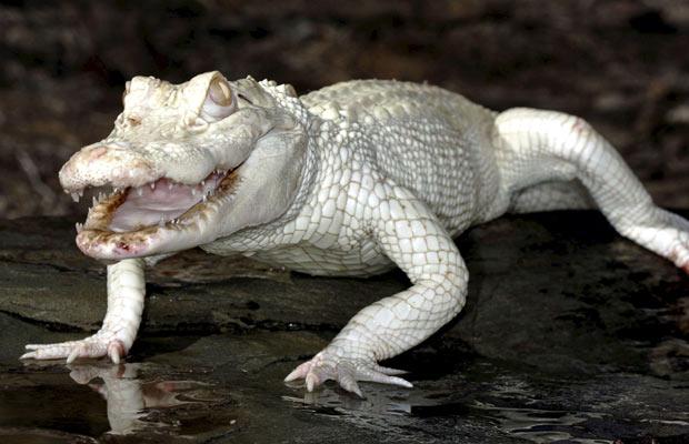 albino-crocodile_1503011i