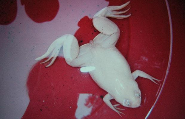 albino-frog_1467845i