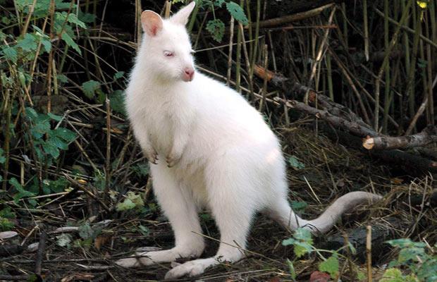 albino-kangaroo_1503002i