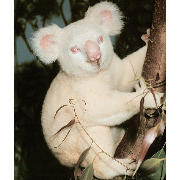 albino-koala_1502956i