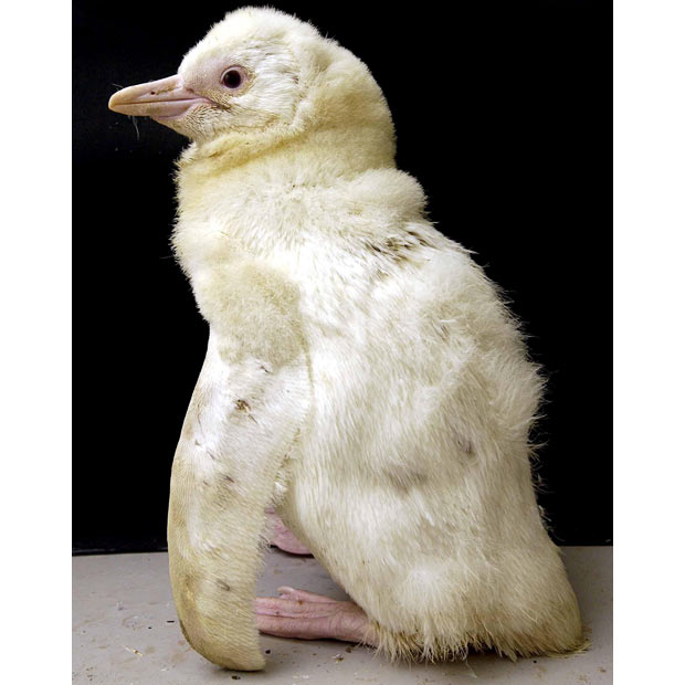 albino-penguin_1502964i