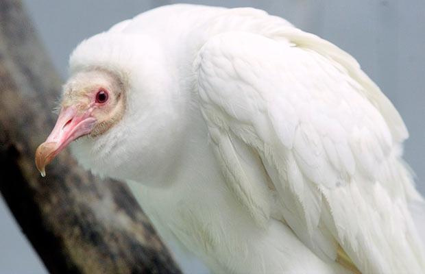 albino-vulture_1502999i