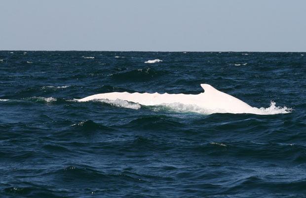 migaloo-whale_1492052i