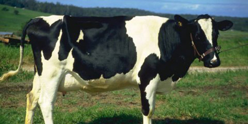 Крави кои даваат човечко мајчино млеко
