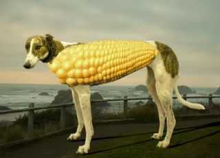 chip-simons-corndog