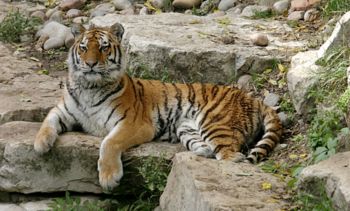 siberian_tiger