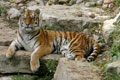 siberian_tiger_pp