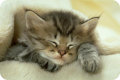 sleepy_cat