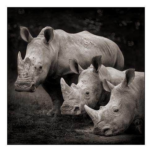 04_three-rhinos