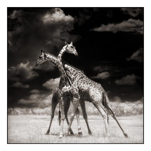 06_two-giraffes-battling-in-su