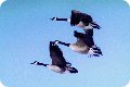 goose-formation