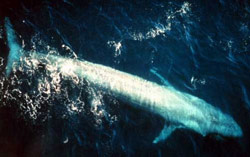 amazing_animals_blue_whale