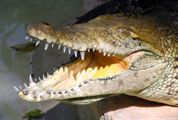 amazing_animals_crocodile