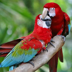 amazing_animals_parrot