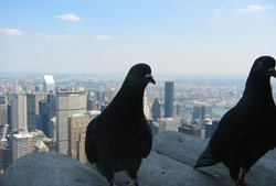 amazing_animals_pigeons