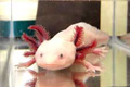 salamander-2