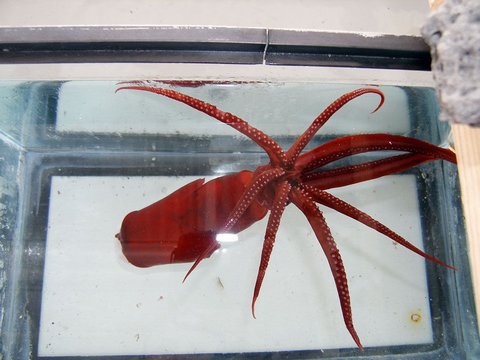 480_octosquid