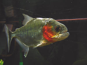 piranha-serrasalmus_manueli_01