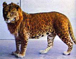 leopon01