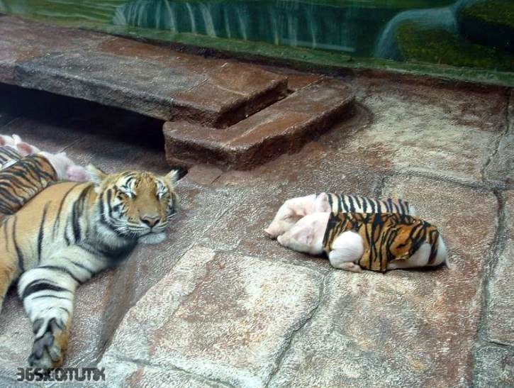 tigerpiglets1