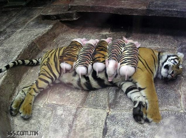 tigerpiglets2