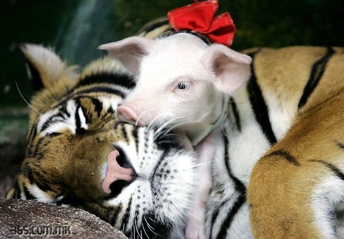 tigerpiglets3