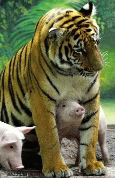 tigerpiglets4-1