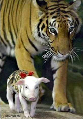 tigerpiglets4