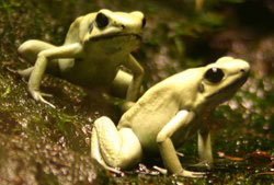 10_deadly_poison_frog