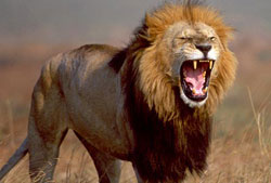 5_deadly_african_lion2