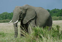 7_deadly_african_elephant