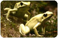 deadly_poison_frog_pp