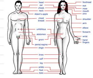 715px-human_body_features