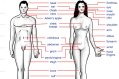 human_body_features